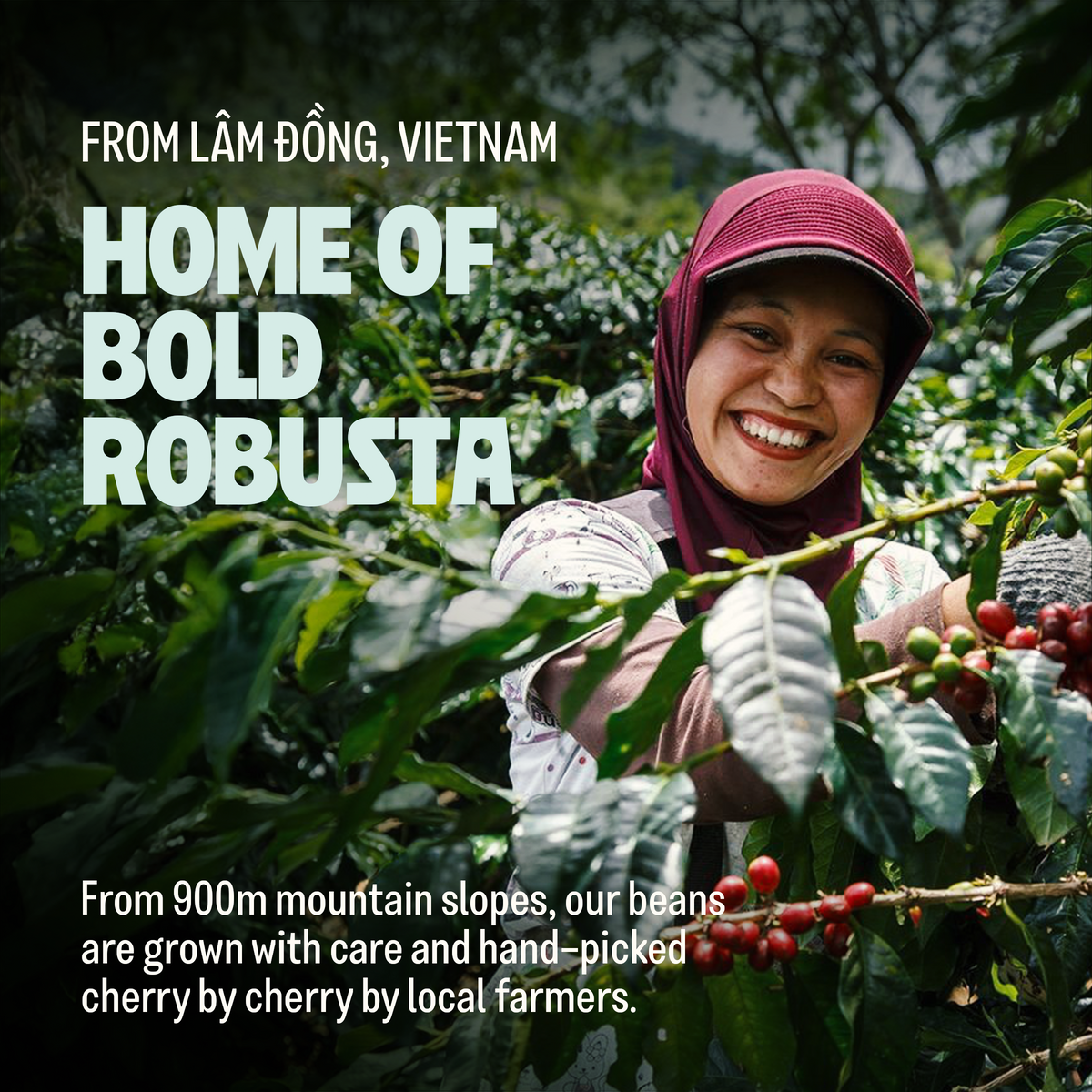 Too Strong, Premium Vietnamese Robusta, Dark Roast