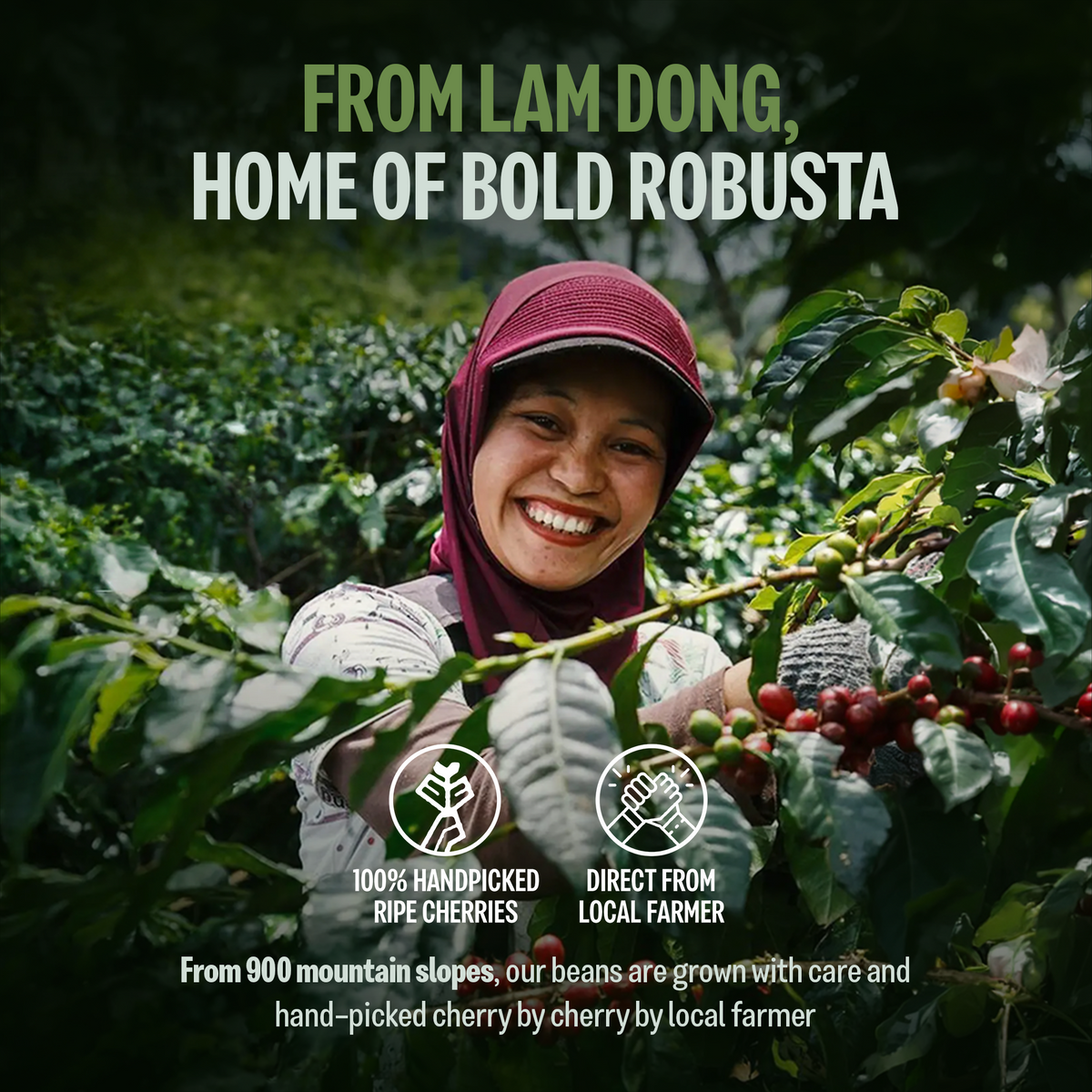 Coffee From The Highlands