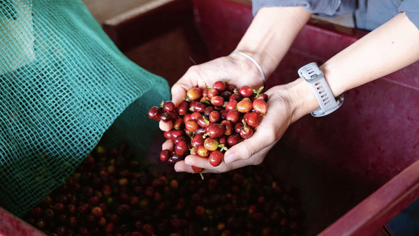 Single origin