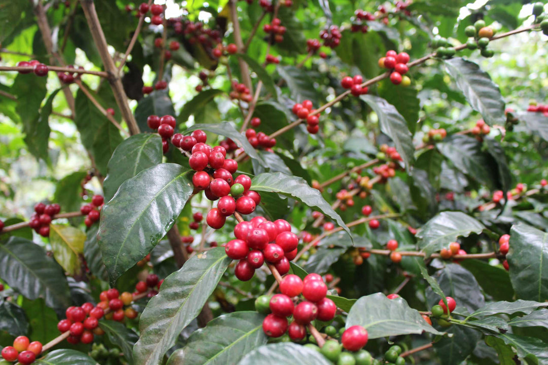 The Story of Bourbon Coffee: Origins, Unique Varieties, and How to Brew It Best