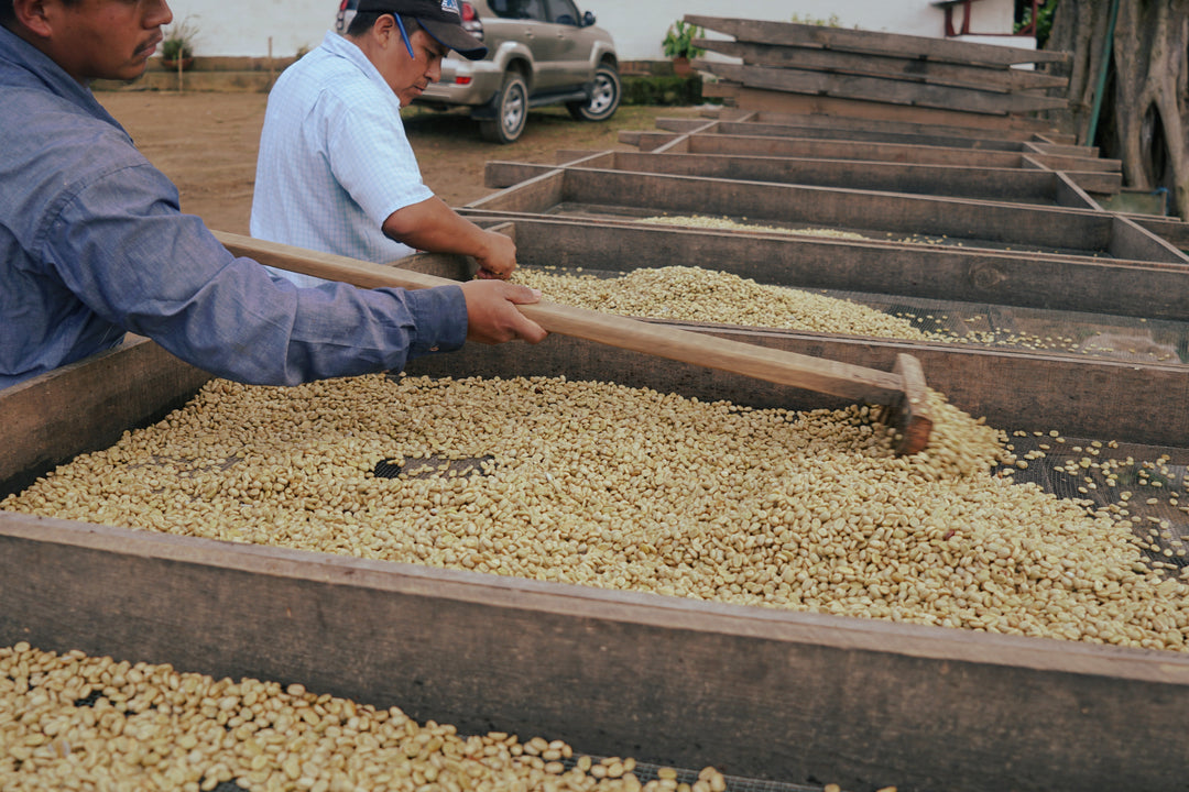 Arabica vs. Robusta: The Ultimate Coffee Showdown – Which One Reigns Supreme?