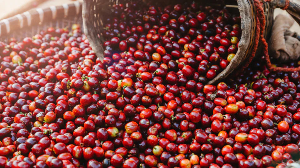 The Ultimate Guide to Finding the Best Arabica Coffee Supplier