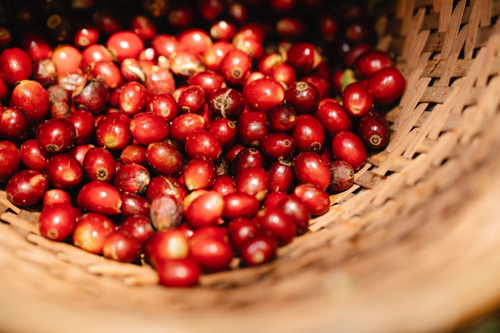 Catimor Coffee Explained: Discover Its Origins, Flavor, and Best Brewing Methods