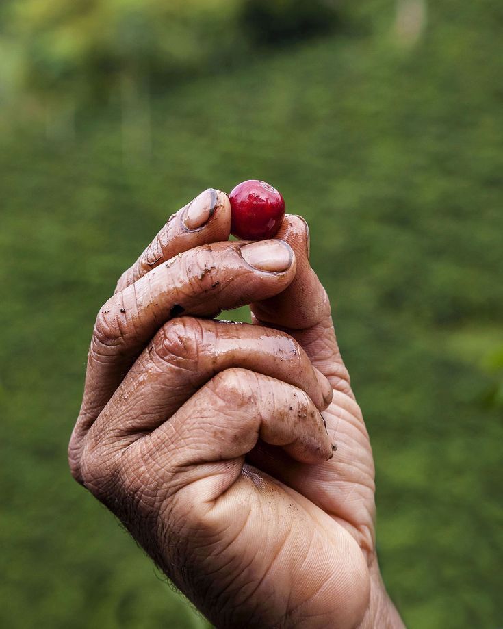 Arabica vs Robusta vs Liberica: The Ultimate Coffee Comparison