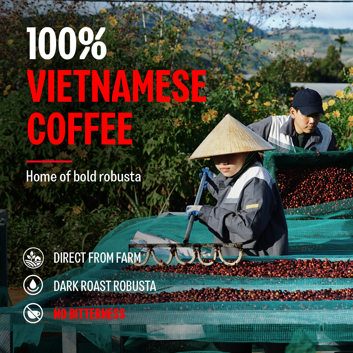 STRONG COLD BREW, Premium Vietnamese Robusta, Pitcher Pack – Bazan