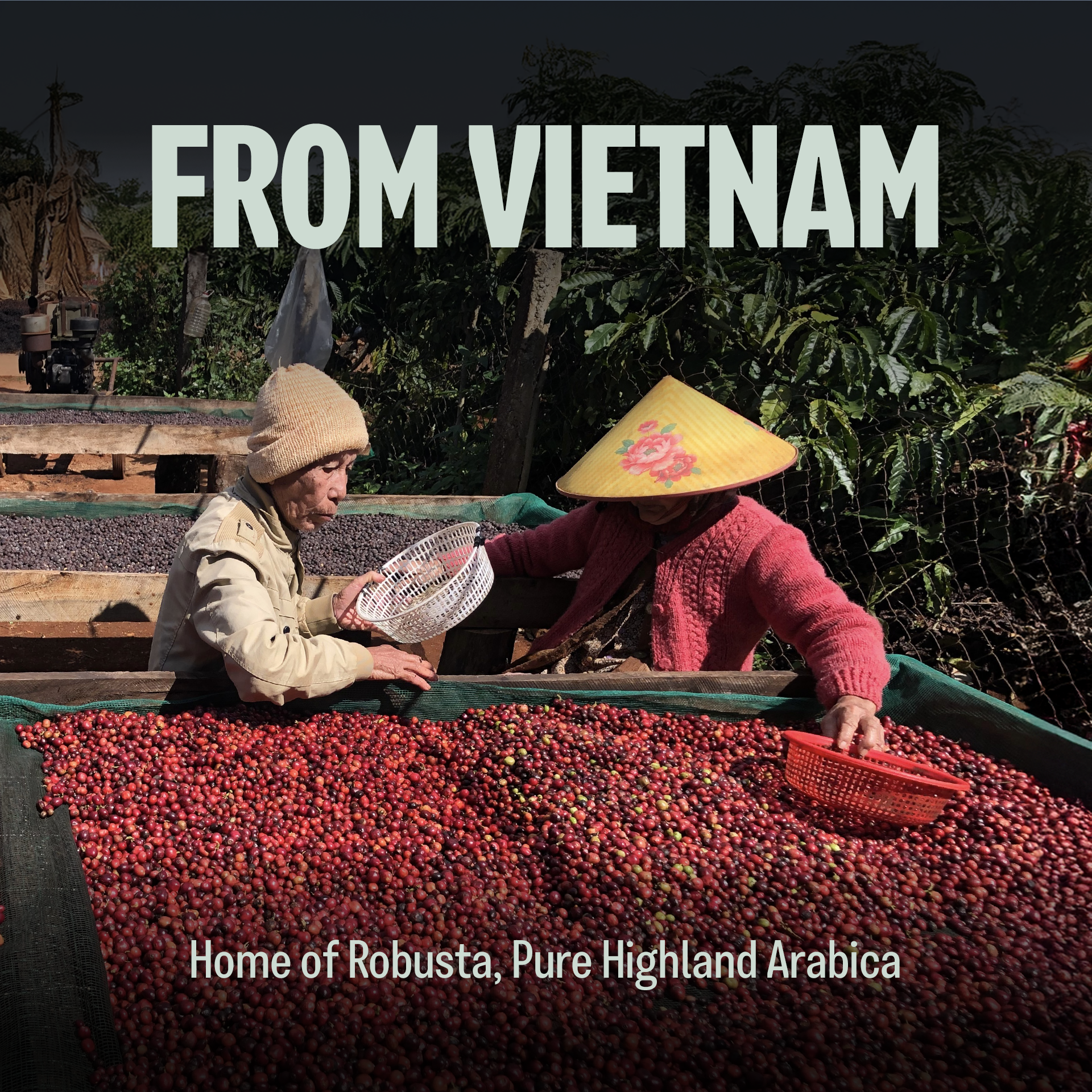 Special Vietnamese Blend, Strong & Smooth, Fruity & Floral Aroma, Ground