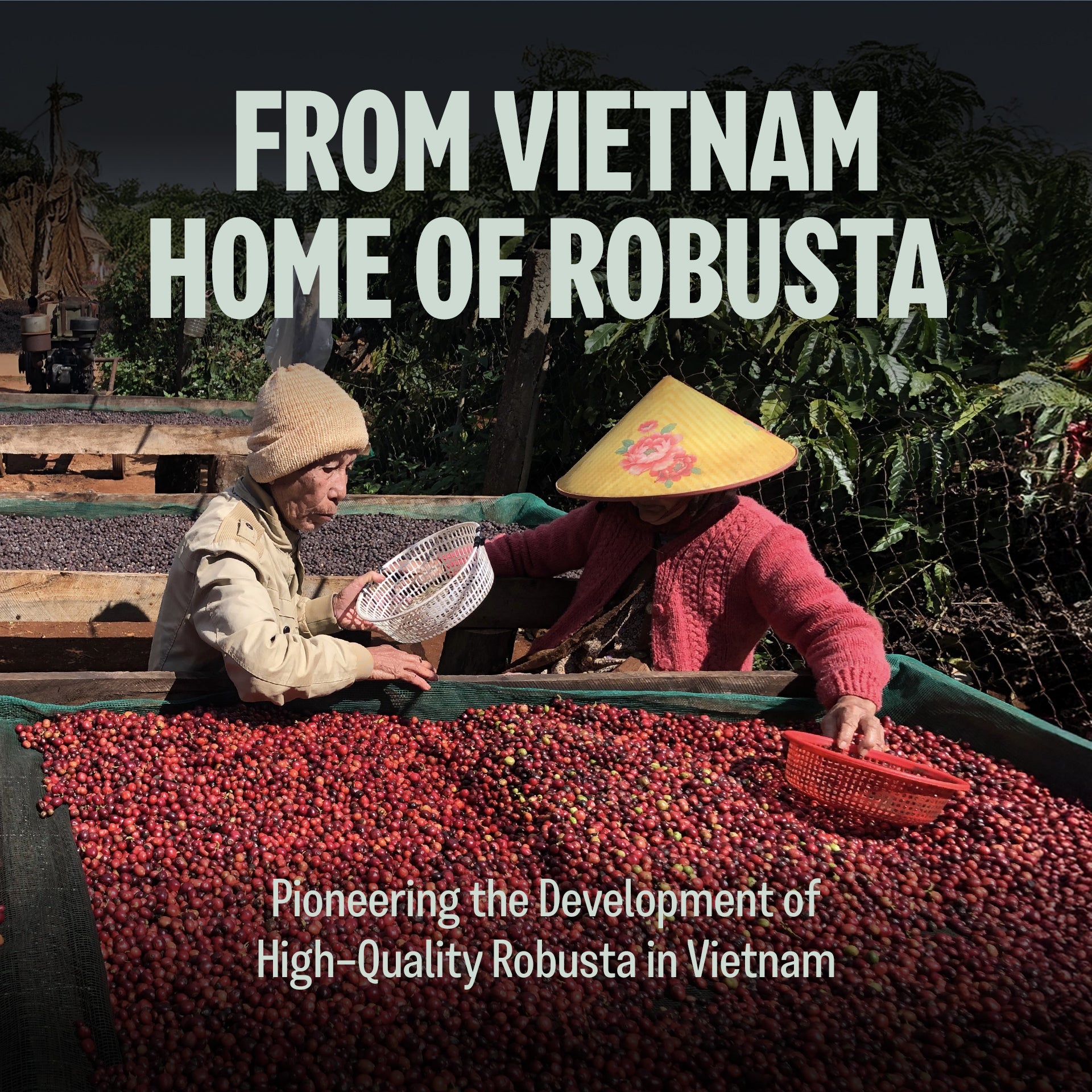 Fine Robusta Vietnam, Notes of Durian, Honey & Caramel, Whole Bean