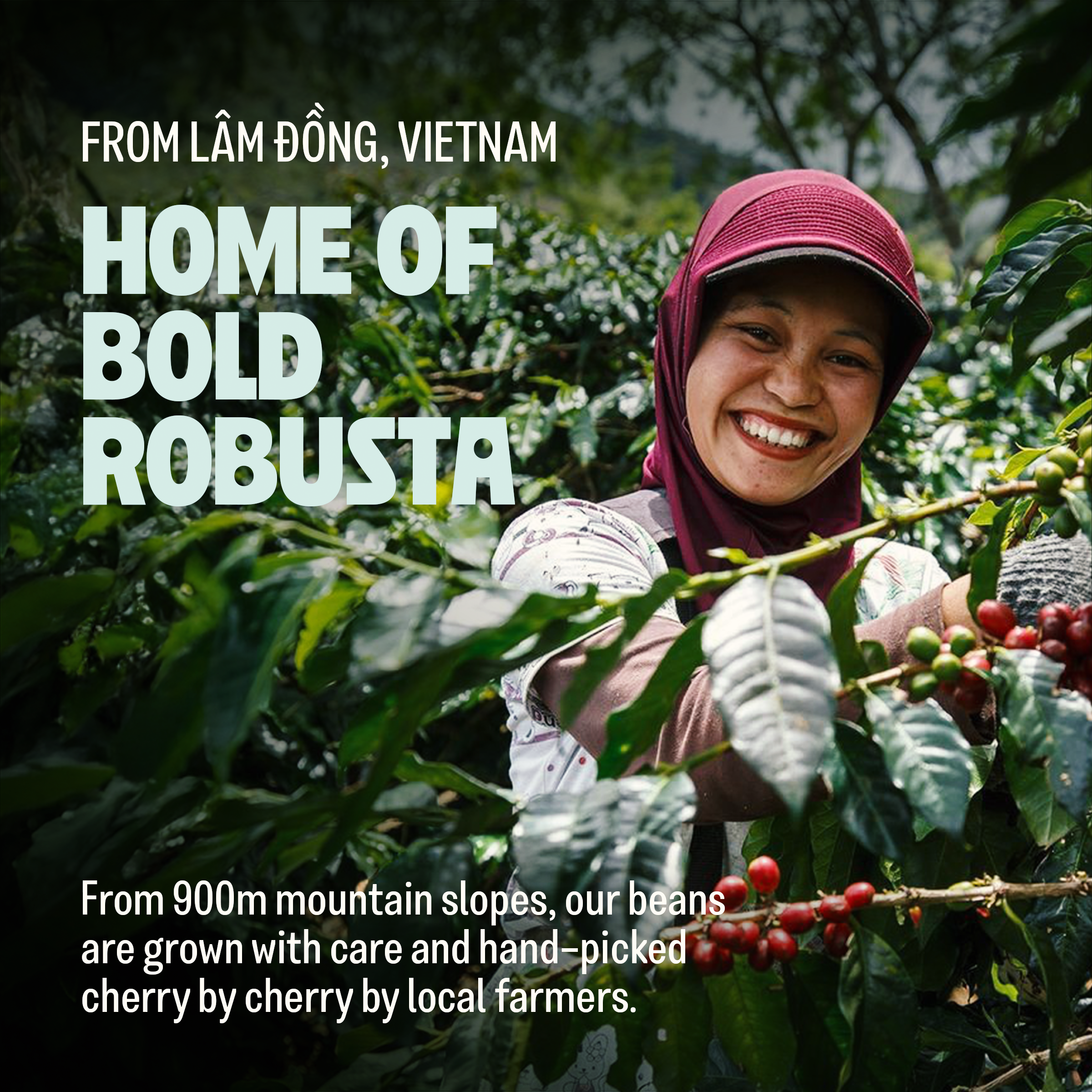 Overnight, Premium Strong Vietnamese Blend, Ground