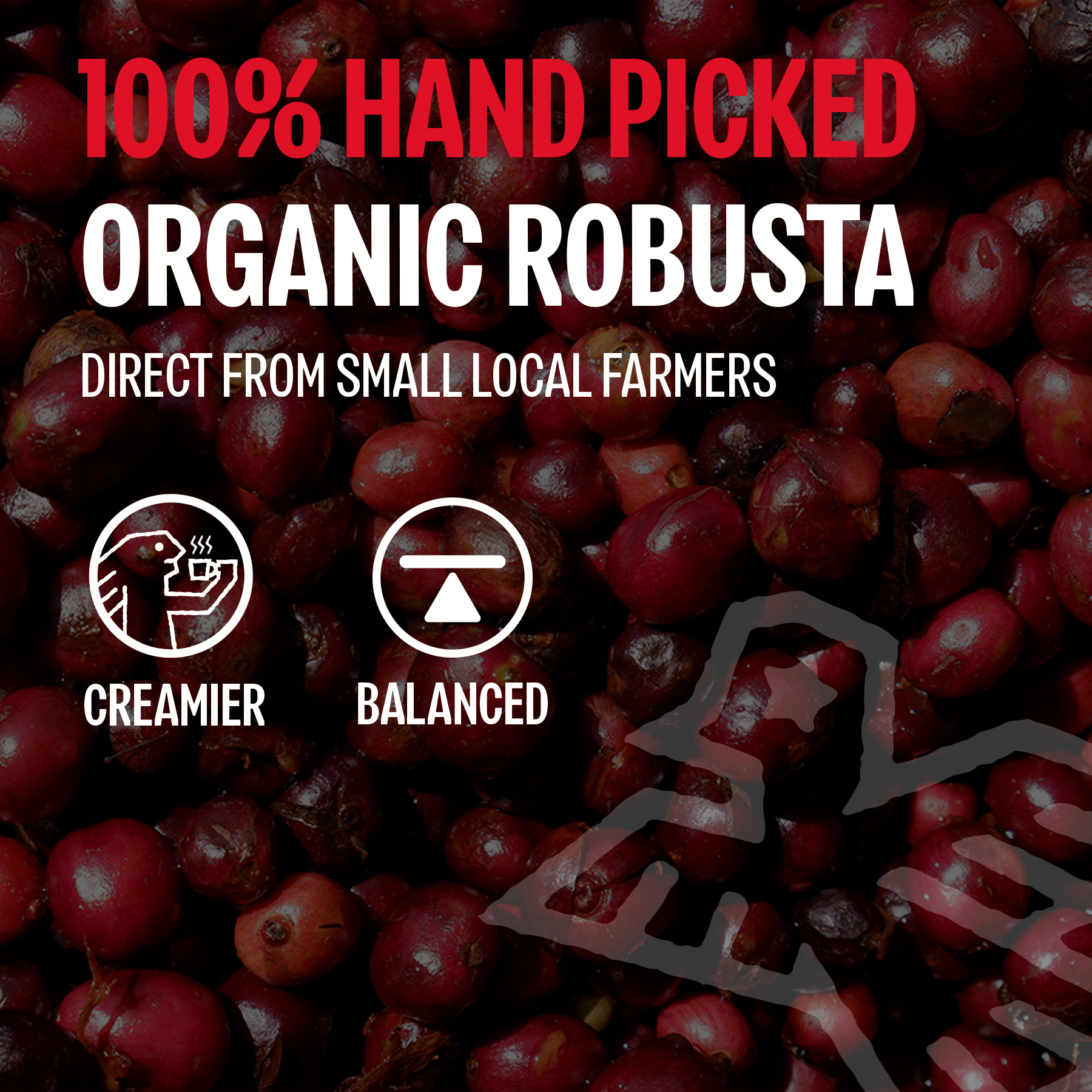 Too Strong, Premium Vietnamese Robusta, Dark Roast