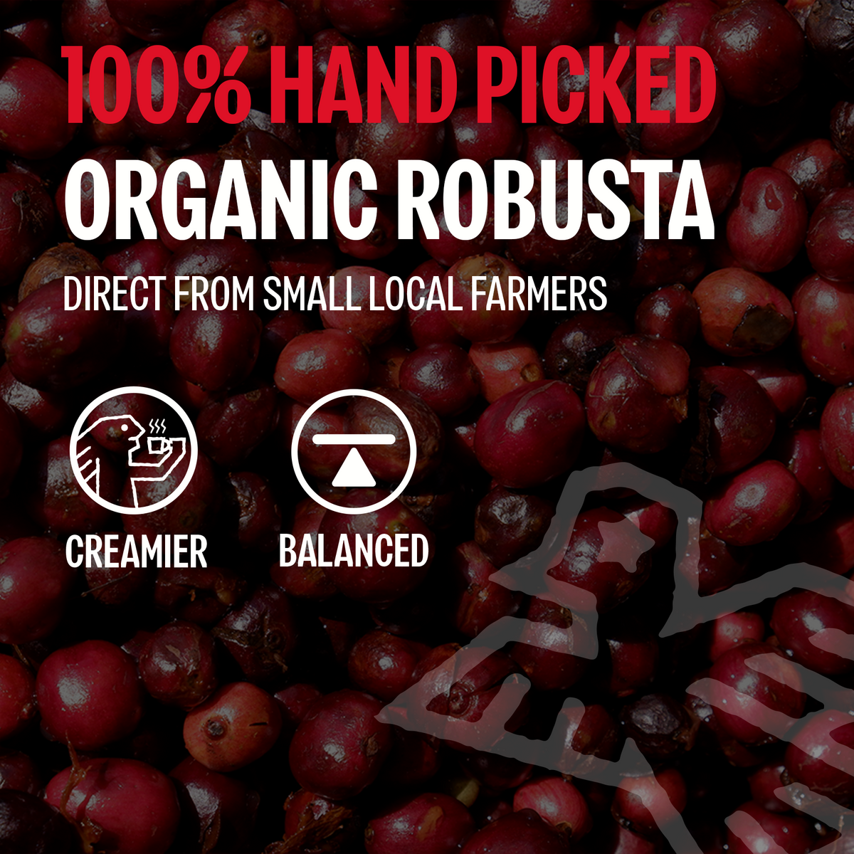 Too Strong, Premium Vietnamese Robusta, Dark Roast