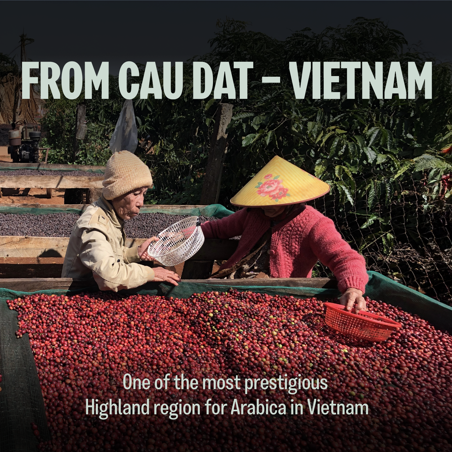 Specialty Arabica Vietnam, Notes of Caramel, Spices & Bell Pepper, Whole Bean