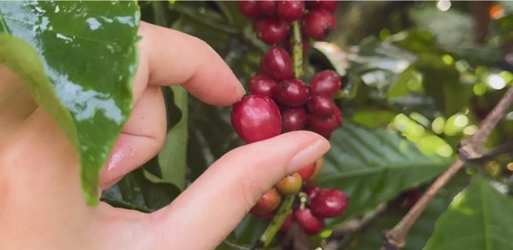 Harvesting Ripe Cherries