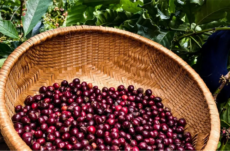 Traditional vs. Modern: How Vietnamese Coffee Culture is Evolving