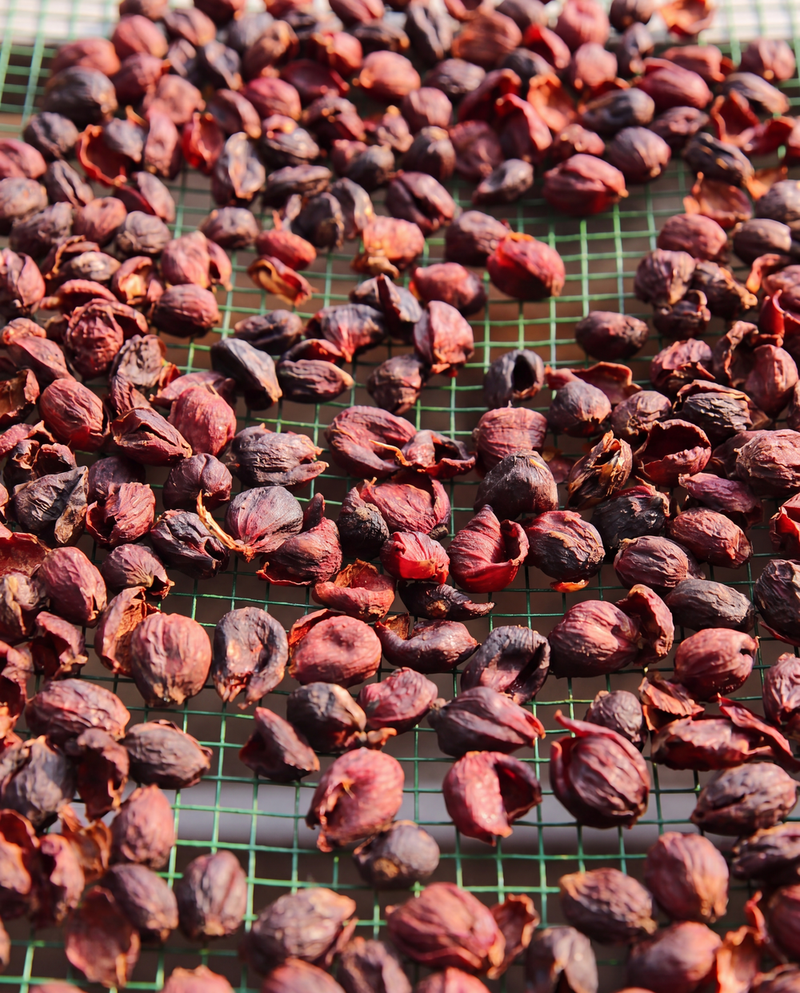 Cascara tea