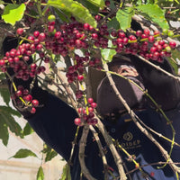 Coffee From The Highlands